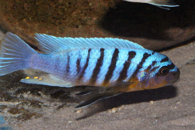 Maylandia fainzilberi 'Hora Mhango'